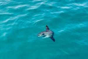 From Benalmádena & Torremolinos: Dolphin Watch Boat Trip