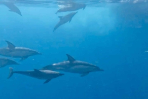 From Benalmádena & Torremolinos: Dolphin Watch Boat Trip