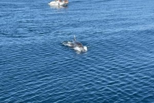 From Benalmádena & Torremolinos: Dolphin Watch Boat Trip