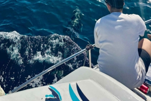 From Benalmádena & Torremolinos: Dolphin Watch Boat Trip