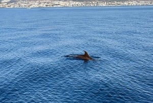 From Benalmádena & Torremolinos: Dolphin Watch Boat Trip