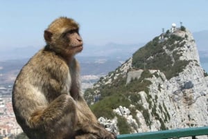 Fra Costa del Sol: Dagsudflugt til Gibraltar med guidet tur