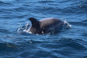 From Costa del Sol: Gibraltar Dolphin Watching by Boat