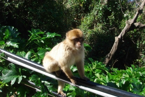 From Malaga and Costa del Sol: Gibraltar Tour