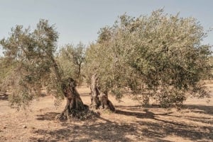 Desde Málaga: Patrimonio de Antequera y Tierra de Almazara