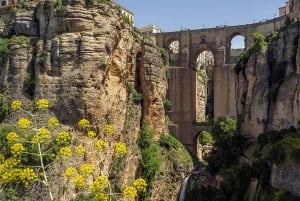 Fra Malaga: Busstur til Ronda + LA Almazara EcoExperience Oljeturisme