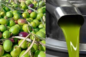 From Malaga: Bus Tour to Ronda + LA Almazara EcoExperience Oleoturismo