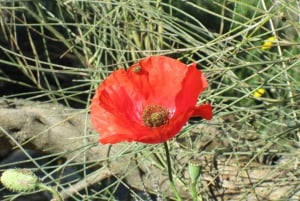 From Malaga: Caminito del Rey all included