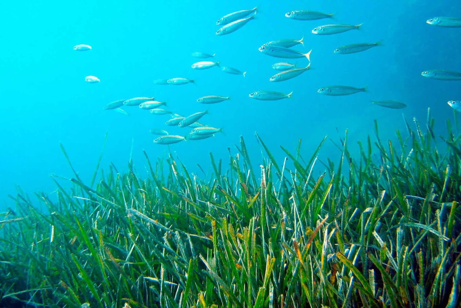 Au départ de Malaga : randonnée sur les falaises de Maro avec visite de la plage et plongée avec tuba