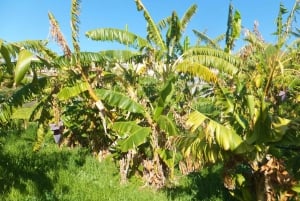 Au départ de Malaga : randonnée sur les falaises de Maro avec visite de la plage et plongée avec tuba