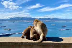 Depuis Malaga : excursion d’une journée à Gibraltar