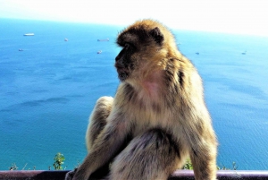 Málagasta tai Marbellasta: Gibraltar Tour