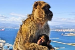 De Malaga: excursion privée d'une journée aux points forts de Gibraltar