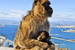 From Malaga: Private Gibraltar Highlights Day Trip