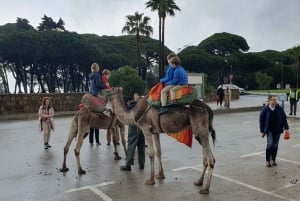 From Malaga: Private Northern Morocco Tangier Day Tour