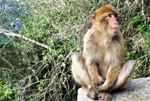 From Málaga: private trip in Gibraltar and Marbella