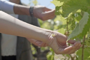 Från Málaga: Ronda, vin- och olivoljeprovning liten grupp