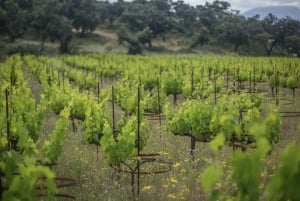 De Málaga: Ronda e experiência em uma vinícola com degustação de vinhos