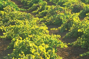 Depuis Marbella : Visite d'Antequera avec dégustations et déjeuner