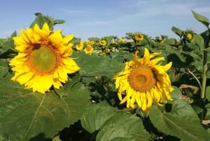 From Seville: White Villages and Ronda Tour