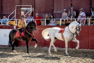 Fuengirola: spettacolo di cavalli spagnoli, cena e/o spettacolo di flamenco