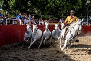 Fuengirola : Spectacle de chevaux espagnols, dîner et/ou spectacle de flamenco