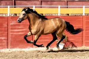 Fuengirola: Spansk hästuppvisning, middag och/eller flamencoshow