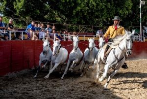 Fuengirola: Spanish Horse Show with Dinner & Flamenco Show