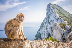 Kokopäivän Gibraltarin ostoskierros Costa del Solilta käsin