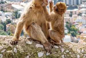 Gibraltar: Tour guiado desde la Costa Del Sol