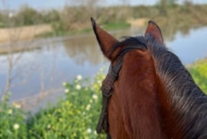 Guided horseback tour through the Guadalhorce Valley