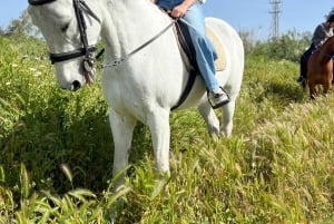 Guided horseback tour through the Guadalhorce Valley