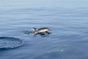 La Herradura: Sailing and Dolphin Watching Tour