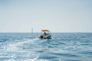 Malaga: Boat Rental without a License for Dolphin Watching