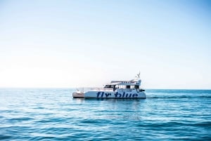 Malaga: catamarancruise met optionele zwemstop