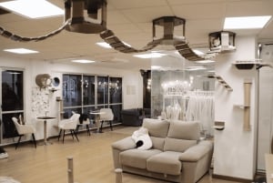 Malaga centro historico: Paws For A Moment Cat Cafe