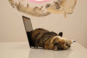 Malaga centro historico: Paws For A Moment Cat Cafe