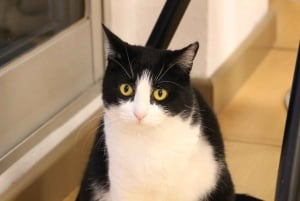 Malaga centro historico: Paws For A Moment Cat Cafe