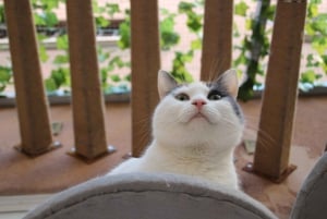 Malaga centro historico: Paws For A Moment Cat Cafe