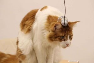 Malaga centro historico: Paws For A Moment Cat Cafe