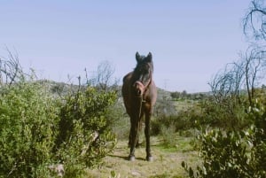 Málaga, Espanha: aventura a cavalo de 6 horas com piquenique