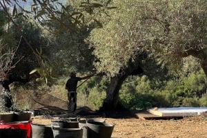 Malaga:Tapas Cooking Class with Local Grandmother/Abuela