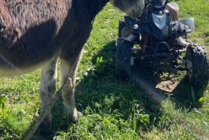 Málaga: Excursión de 2 horas en solitario en quad todo terreno