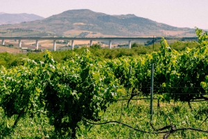 Malaga: Tour del vino | Villaggio bianco, vigneto e degustazione di vini