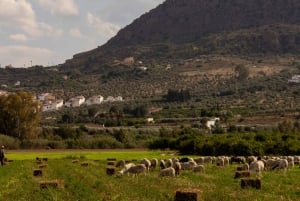 Malaga: Vintur | hvit landsby, vingård og vinsmaking