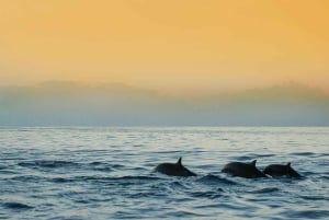 MANGO BOAT - Unlicensed boat in Puerto Banús