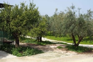 Almazara y Mercado Agroalimentario de la Costa del Sol