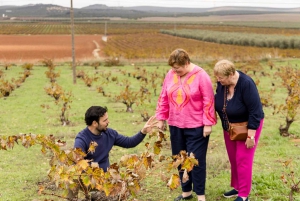 OLIVE OIL & WINE TOUR Organic fields - 5 Wines + 3Olive Oils