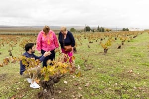 OLIVE OIL & WINE TOUR Organic fields - 5 Wines + 3Olive Oils
