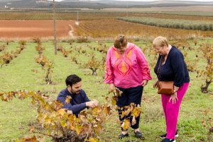 OLIVE OIL & WINE TOUR Organic fields - 5 Wines + 3Olive Oils